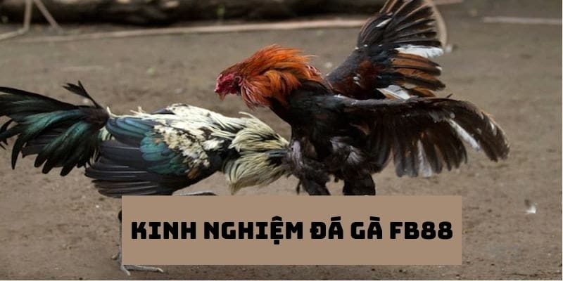 Kinh nghiệm đá gà FB88 cho tất cả anh em tham gia