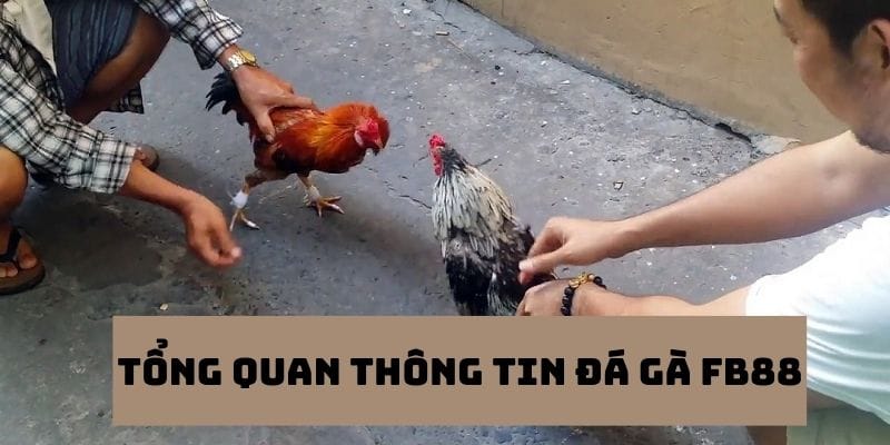 Tổng quan những thông tin cần nắm được về đá gà FB88